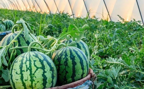 西瓜產銷失衡背后 從田間“爛市”到零售“漲價”的反思與破局
