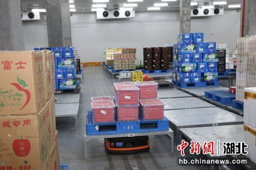 中新網(wǎng)湖北 實探湖北襄陽一生鮮物流中心 機(jī)器人助力分揀
